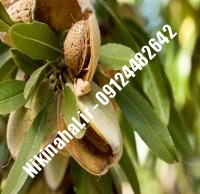 نهال بادام فرانسیس پایه رویشی | نهال بادام فرانسیس شناسنامه دار | نهالستان استقلال ۰۲۱۶۶۹۷۵۳۶۱