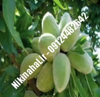 نهال بادام فرانیس پایه رویشی | نهال بادام فرانیس شناسنامه دار | نهالستان استقلال ۰۲۱۶۶۹۷۵۳۶۱