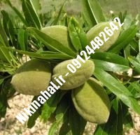 نهال بادام مامایی پایه رویشی | نهال بادام مامایی شناسنامه دار | نهالستان استقلال ۰۲۱۶۶۹۷۵۳۶۱