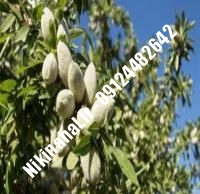 نهال بادام منقا پایه رویشی | نهال بادام منقا شناسنامه دار | نهالستان استقلال ۰۲۱۶۶۹۷۵۳۶۱