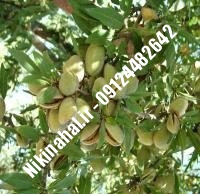 نهال بادام نان پاریل پایه رویشی | نهال بادام نان پاریل شناسنامه دار | نهالستان استقلال ۰۲۱۶۶۹۷۵۳۶۱