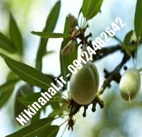 نهال بادام کاغذی پایه رویشی | نهال بادام کاغذی شناسنامه دار | نهالستان استقلال ۰۲۱۶۶۹۷۵۳۶۱