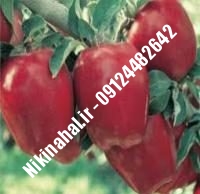 نهالستان سیب دیرگل | نهال سیب دیرگل | نهالستان مهندس غفاری | ۰۹۱۲۴۴۸۲۶۴۲