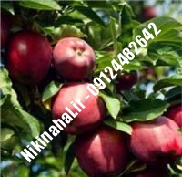 نهالستان سیب رد دلشیز | نهال سیب رد دلشیز | نهالستان مهندس غفاری | ۰۹۱۲۴۴۸۲۶۴۲