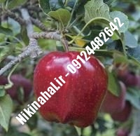 نهالستان سیب رد مریکال | نهال سیب رد مریکال | نهالستان مهندس غفاری | ۰۹۱۲۴۴۸۲۶۴۲