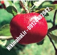 نهالستان سیب ردچیف | نهال سیب ردچیف | نهالستان مهندس غفاری | ۰۹۱۲۴۴۸۲۶۴۲