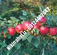 نهالستان سیب رم بیوتی | نهال سیب رم بیوتی | نهالستان مهندس غفاری | ۰۹۱۲۴۴۸۲۶۴۲