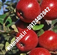 نهالستان سیب زنور | نهال سیب زنور | نهالستان مهندس غفاری | ۰۹۱۲۴۴۸۲۶۴۲