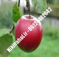 نهالستان سیب سوپر چیف | نهال سیب سوپر چیف | نهالستان مهندس غفاری | ۰۹۱۲۴۴۸۲۶۴۲