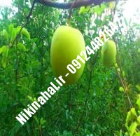 نهالستان سیب شفیع آبادی | نهال سیب شفیع آبادی | نهالستان مهندس غفاری | ۰۹۱۲۴۴۸۲۶۴۲