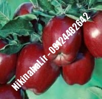 نهالستان سیب شمیرانی | نهال سیب شمیرانی | نهالستان مهندس غفاری | ۰۹۱۲۴۴۸۲۶۴۲