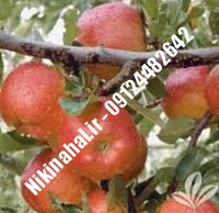 نهالستان سیب شناسنامه دار | نهال سیب شناسنامه دار | نهالستان مهندس غفاری | ۰۹۱۲۴۴۸۲۶۴۲