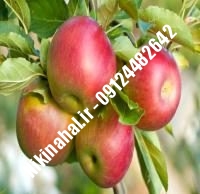 نهالستان سیب قندک | نهال سیب قندک | نهالستان مهندس غفاری | ۰۹۱۲۴۴۸۲۶۴۲