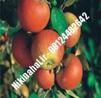 نهالستان سیب کاکس ارنج | نهال سیب کاکس ارنج | نهالستان مهندس غفاری | ۰۹۱۲۴۴۸۲۶۴۲