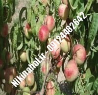 نهالستان شلیل شمس پایه رویشی | نهال شلیل شمس پایه رویشی | نهالستان مهندس غفاری | ۰۹۱۲۴۴۸۲۶۴۲