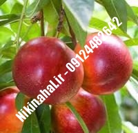 نهالستان شلیل فانتازیا پایه رویشی | نهال شلیل فانتازیا پایه رویشی | نهالستان مهندس غفاری | ۰۹۱۲۴۴۸۲۶۴۲