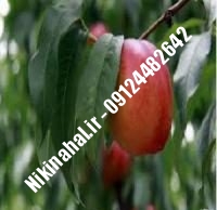 نهالستان شلیل قرمز بهاره پایه رویشی | نهال شلیل قرمز بهاره پایه رویشی | نهالستان مهندس غفاری | ۰۹۱۲۴۴۸۲۶۴۲