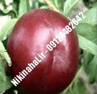 نهالستان شلیل مغان پایه رویشی | نهال شلیل مغان پایه رویشی | نهالستان مهندس غفاری | ۰۹۱۲۴۴۸۲۶۴۲