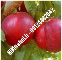 نهالستان شلیل نکتارد پایه رویشی | نهال شلیل نکتارد پایه رویشی | نهالستان مهندس غفاری | ۰۹۱۲۴۴۸۲۶۴۲