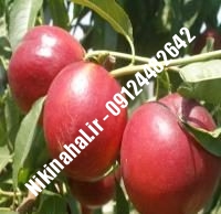 نهالستان شلیل کیوتا پایه رویشی | نهال شلیل کیوتا پایه رویشی | نهالستان مهندس غفاری | ۰۹۱۲۴۴۸۲۶۴۲