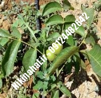 نهالستان گردو سیزر ترکیه پیوندی | نهالستان گردوی سیزر ترکیه پیوندی | نهالستان مهندس غفاری | ۰۹۱۲۴۴۸۲۶۴۲