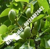 نهالستان گردو سیسکو پیوندی | نهالستان گردوی سیسکو پیوندی | نهالستان مهندس غفاری | ۰۹۱۲۴۴۸۲۶۴۲