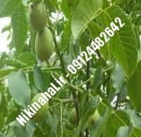 نهالستان گردو شارج پیوندی | نهالستان گردوی شارج پیوندی | نهالستان مهندس غفاری | ۰۹۱۲۴۴۸۲۶۴۲