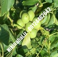 نهالستان گردو لارا پیوندی | نهالستان گردوی لارا پیوندی | نهالستان مهندس غفاری | ۰۹۱۲۴۴۸۲۶۴۲