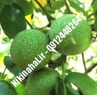 نهالستان گردو کانادایی پیوندی | نهالستان گردوی کانادایی پیوندی | نهالستان مهندس غفاری | ۰۹۱۲۴۴۸۲۶۴۲