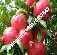 نهال انار ملس ترش ساوه زودبازده |  ۰۹۱۲۱۲۶۳۵۲۴ مهندس غفاری | خرید نهال انار ملس ترش ساوه زودبازده | فروش نهال انار ملس ترش ساوه زودبازده | قیمت نهال انار ملس ترش ساوه زودبازده