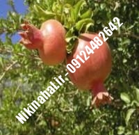 نهال انار ملس یزدی زودبازده |  ۰۹۱۲۱۲۶۳۵۲۴ مهندس غفاری | خرید نهال انار ملس یزدی زودبازده | فروش نهال انار ملس یزدی زودبازده | قیمت نهال انار ملس یزدی زودبازده