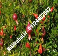نهال انار مه ولات زودبازده |  ۰۹۱۲۱۲۶۳۵۲۴ مهندس غفاری | خرید نهال انار مه ولات زودبازده | فروش نهال انار مه ولات زودبازده | قیمت نهال انار مه ولات زودبازده