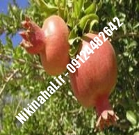 نهال انار نادری بادرود زودبازده |  ۰۹۱۲۱۲۶۳۵۲۴ مهندس غفاری | خرید نهال انار نادری بادرود زودبازده | فروش نهال انار نادری بادرود زودبازده | قیمت نهال انار نادری بادرود زودبازده