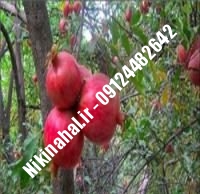 نهال انار نی ریز زودبازده |  ۰۹۱۲۱۲۶۳۵۲۴ مهندس غفاری | خرید نهال انار نی ریز زودبازده | فروش نهال انار نی ریز زودبازده | قیمت نهال انار نی ریز زودبازده