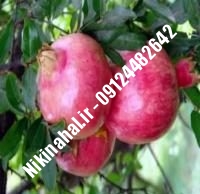 نهال انار واندرفول زودبازده |  ۰۹۱۲۱۲۶۳۵۲۴ مهندس غفاری | خرید نهال انار واندرفول زودبازده | فروش نهال انار واندرفول زودبازده | قیمت نهال انار واندرفول زودبازده