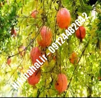 نهال انار کابل زودبازده |  ۰۹۱۲۱۲۶۳۵۲۴ مهندس غفاری | خرید نهال انار کابل زودبازده | فروش نهال انار کابل زودبازده | قیمت نهال انار کابل زودبازده