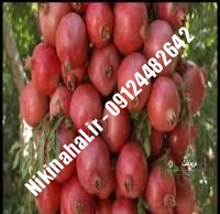 نهال انار کراپ زودبازده |  ۰۹۱۲۱۲۶۳۵۲۴ مهندس غفاری | خرید نهال انار کراپ زودبازده | فروش نهال انار کراپ زودبازده | قیمت نهال انار صاحبی زودبازده