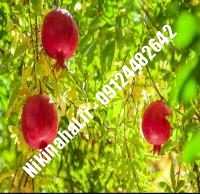 نهال انار گلوباریک زودبازده |  ۰۹۱۲۱۲۶۳۵۲۴ مهندس غفاری | خرید نهال انار گلوباریک زودبازده | فروش نهال انار گلوباریک زودبازده | قیمت نهال انار گلوباریک زودبازده