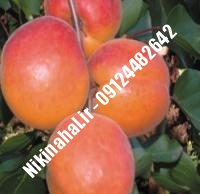 نهال زردآلو قیسی زودبازده |  ۰۹۱۲۱۲۶۳۵۲۴ مهندس غفاری | خرید نهال زردآلو قیسی زودبازده | فروش نهال زردآلو قیسی زودبازده | قیمت نهال زردآلو قیسی زودبازده