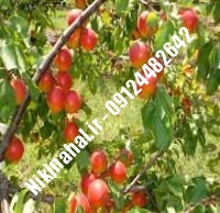 نهال زردآلو میرزایی زودبازده |  ۰۹۱۲۱۲۶۳۵۲۴ مهندس غفاری | خرید نهال زردآلو میرزایی زودبازده | فروش نهال زردآلو میرزایی زودبازده | قیمت نهال زردآلو میرزایی زودبازده