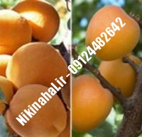 نهال زردآلو نادری زودبازده |  ۰۹۱۲۴۴۸۲۶۴۲ مهندس غفاری | خرید نهال زردآلو نادری زودبازده | فروش نهال زردآلو نادری زودبازده | قیمت نهال زردآلو نادری زودبازده