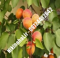 نهال زردآلو نخجوان زودبازده |  ۰۹۱۲۱۲۶۳۵۲۴ مهندس غفاری | خرید نهال زردآلو نخجوان زودبازده | فروش نهال زردآلو نخجوان زودبازده | قیمت نهال زردآلو نخجوان زودبازده