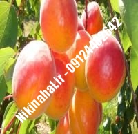 نهال زردآلو نصیری زودبازده |  ۰۹۱۲۱۲۶۳۵۲۴ مهندس غفاری | خرید نهال زردآلو نصیری زودبازده | فروش نهال زردآلو نصیری زودبازده | قیمت نهال زردآلو نصیری زودبازده