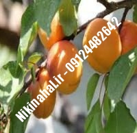 نهال زردآلو نیوکاسل زودبازده |  ۰۹۱۲۱۲۶۳۵۲۴ مهندس غفاری | خرید نهال زردآلو نیوکاسل زودبازده | فروش نهال زردآلو نیوکاسل زودبازده | قیمت نهال زردآلو نیوکاسل زودبازده