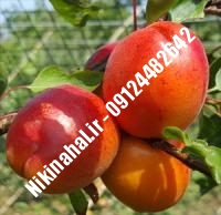 نهال زردآلو هاروجم زودبازده |  ۰۹۱۲۴۴۸۲۶۴۲ مهندس غفاری | خرید نهال زردآلو هاروجم زودبازده | فروش نهال زردآلو هاروجم زودبازده | قیمت نهال زردآلو هاروجم زودبازده