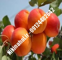 نهال زردآلو ویکات زودبازده |  ۰۹۱۲۱۲۶۳۵۲۴ مهندس غفاری | خرید نهال زردآلو ویکات زودبازده | فروش نهال زردآلو ویکات زودبازده | قیمت نهال زردآلو ویکات زودبازده