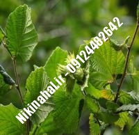 نهال فندق سگروپ زودبازده | ۰۹۱۲۱۲۶۳۵۲۴ مهندس غفاری | خرید نهال فندق سگروپ زودبازده | فروش نهال فندق سگروپ زودبازده | قیمت نهال فندق سگروپ زودبازده