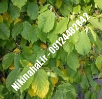 نهال فندق فریتل زودبازده | ۰۹۱۲۱۲۶۳۵۲۴ مهندس غفاری | خرید نهال فندق فریتل زودبازده | فروش نهال فندق فریتل زودبازده | قیمت نهال فندق فریتل زودبازده