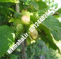 نهال فندق ناوان زودبازده | ۰۹۱۲۱۲۶۳۵۲۴ مهندس غفاری | خرید نهال فندق ناوان زودبازده | فروش نهال فندق ناوان زودبازده | قیمت نهال فندق ناوان زودبازده