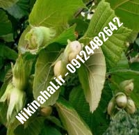 نهال فندق نگرت زودبازده | ۰۹۱۲۱۲۶۳۵۲۴ مهندس غفاری | خرید نهال فندق نگرت زودبازده | فروش نهال فندق نگرت زودبازده | قیمت نهال فندق نگرت زودبازده